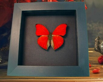 Real Framed Red Glider Cymothoe sangaris Butterfly Taxidermy Moonlight Display
