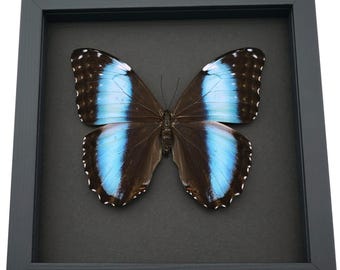 Framed Blue Morpho Butterfly: Female XL Specimen - Moonlight Black Background