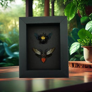 Real Framed Cicada Bee Set Insect Taxidermy Moonlight Display
