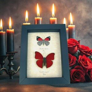 Real Framed Butterflies Red Butterfly Collection Taxidermy Display