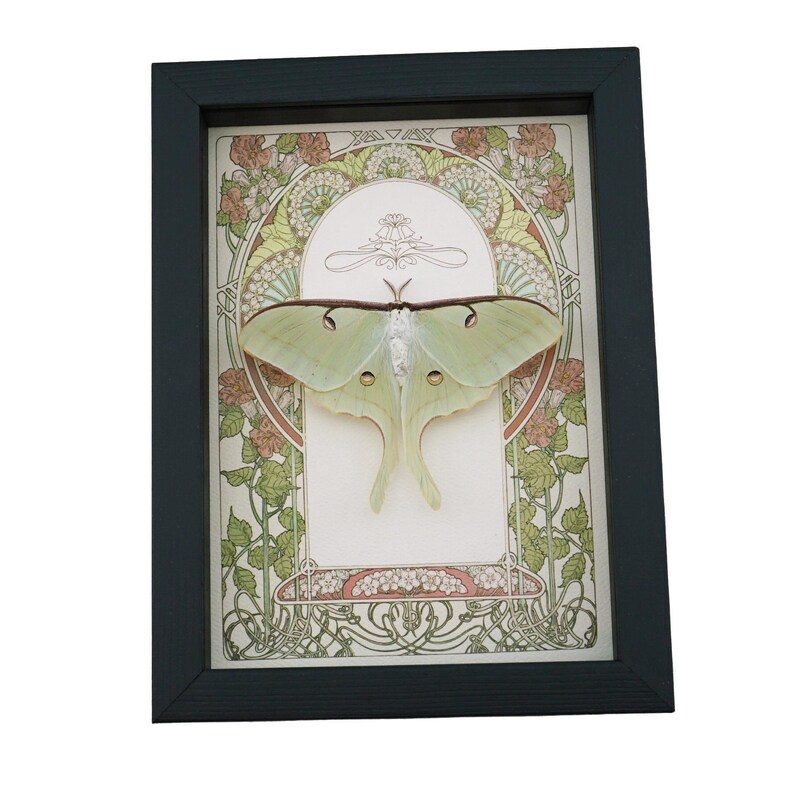 Real Luna Moth Art Nouveau Actias Luna Female Resting Framed Taxidermy ...