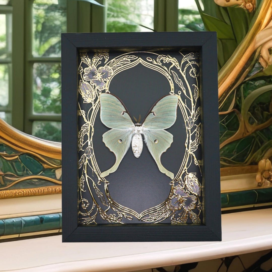 Luna Moth Framed Taxidermy Gold Foil Art Nouveau Real Actias Luna - Etsy