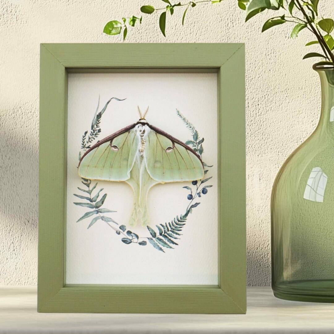 Real Framed Luna Moth Sage Green Ferns Actias Luna Resting Taxidermy ...