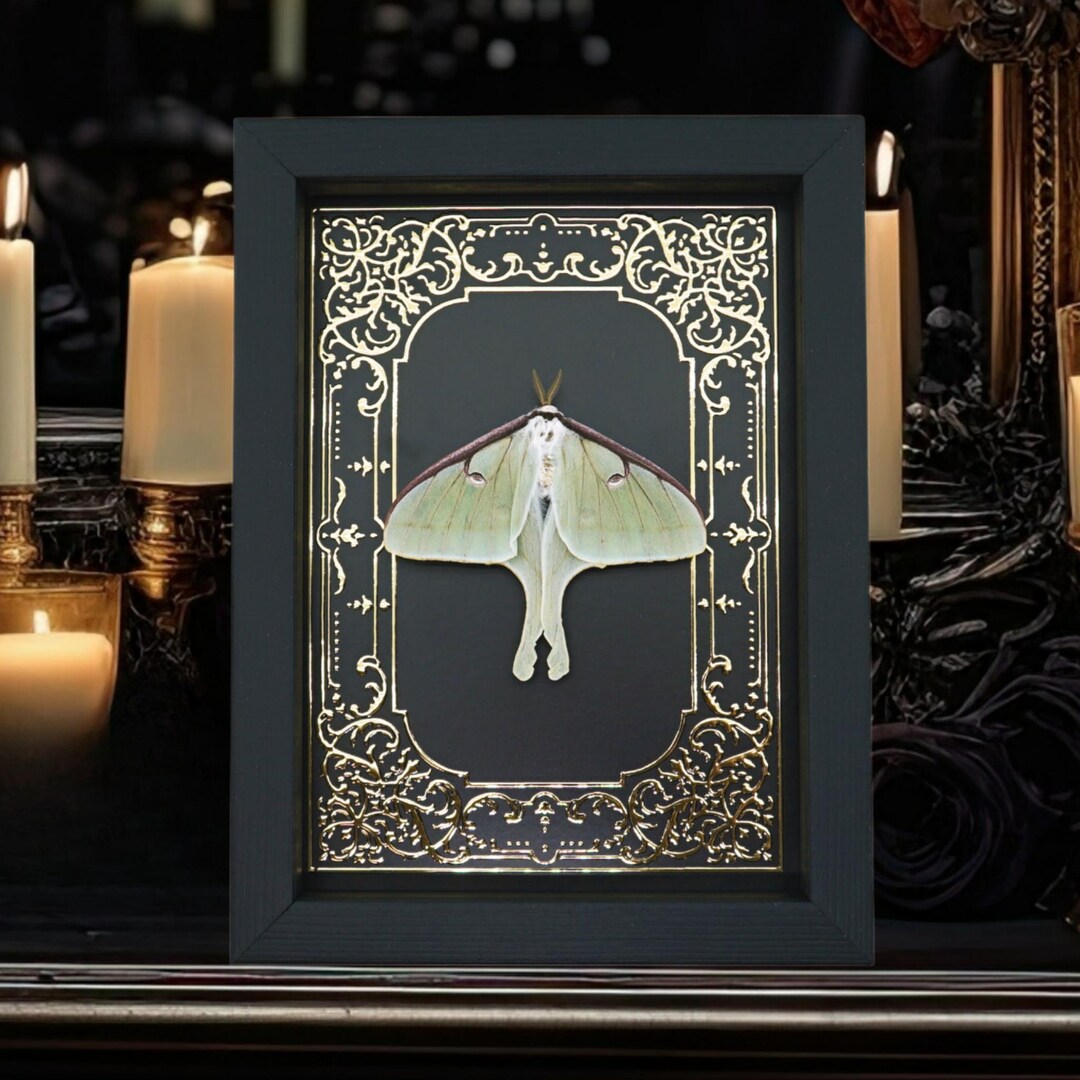 Real Luna Moth Gold Foil Victorian Actias Luna Framed Taxidermy Display ...