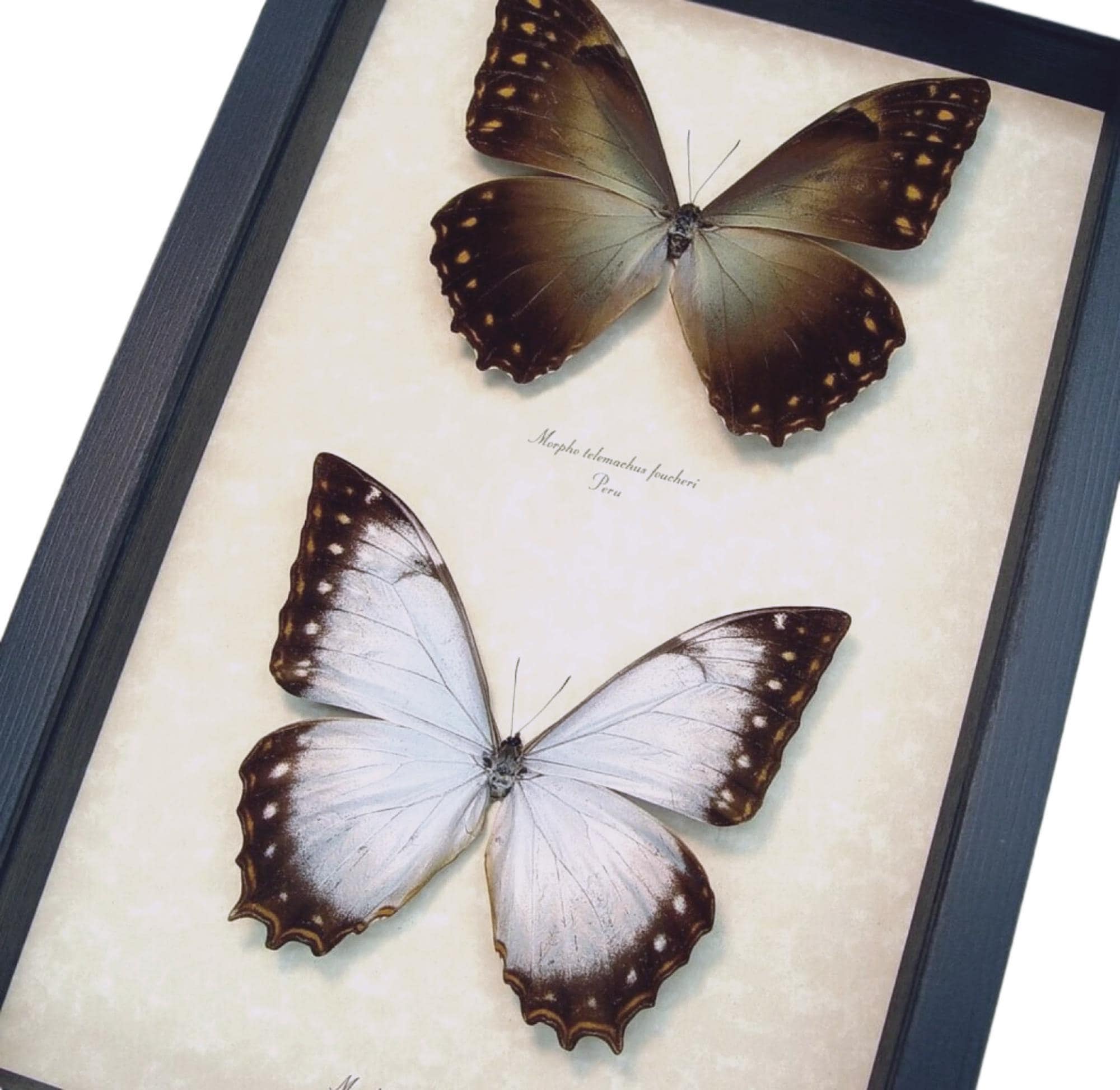 Morpho Butterfly Set: Rare White and Golden Species (framed