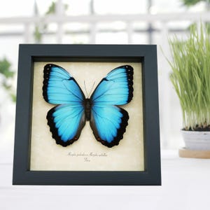 Rare Hybrid Butterfly Morpho peleides Framed Taxidermy Display