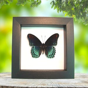 Limenitis Astyanax male Framed Butterfly Red Spotted Purple Classic Black Display