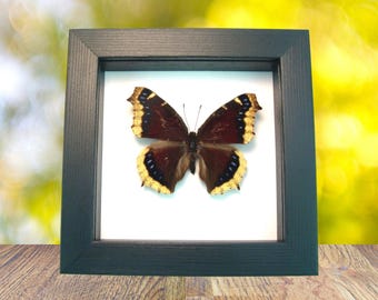 Real Mourning Cloak Butterfly Framed Taxidermy - Nymphalis Antiopa - Etsy