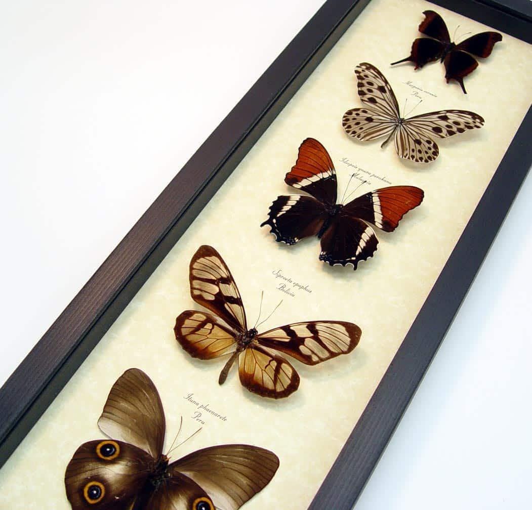 Brown Butterfly Collection Real Framed Butterflies Taxidermy Display - Etsy