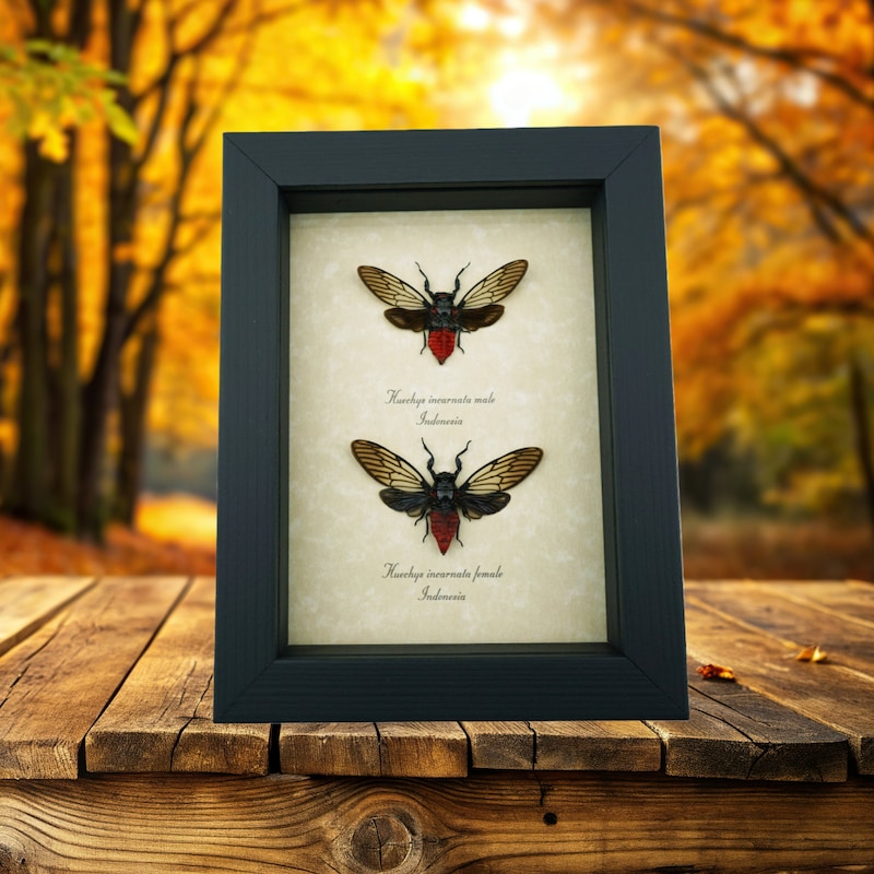 Framed Insects - Etsy