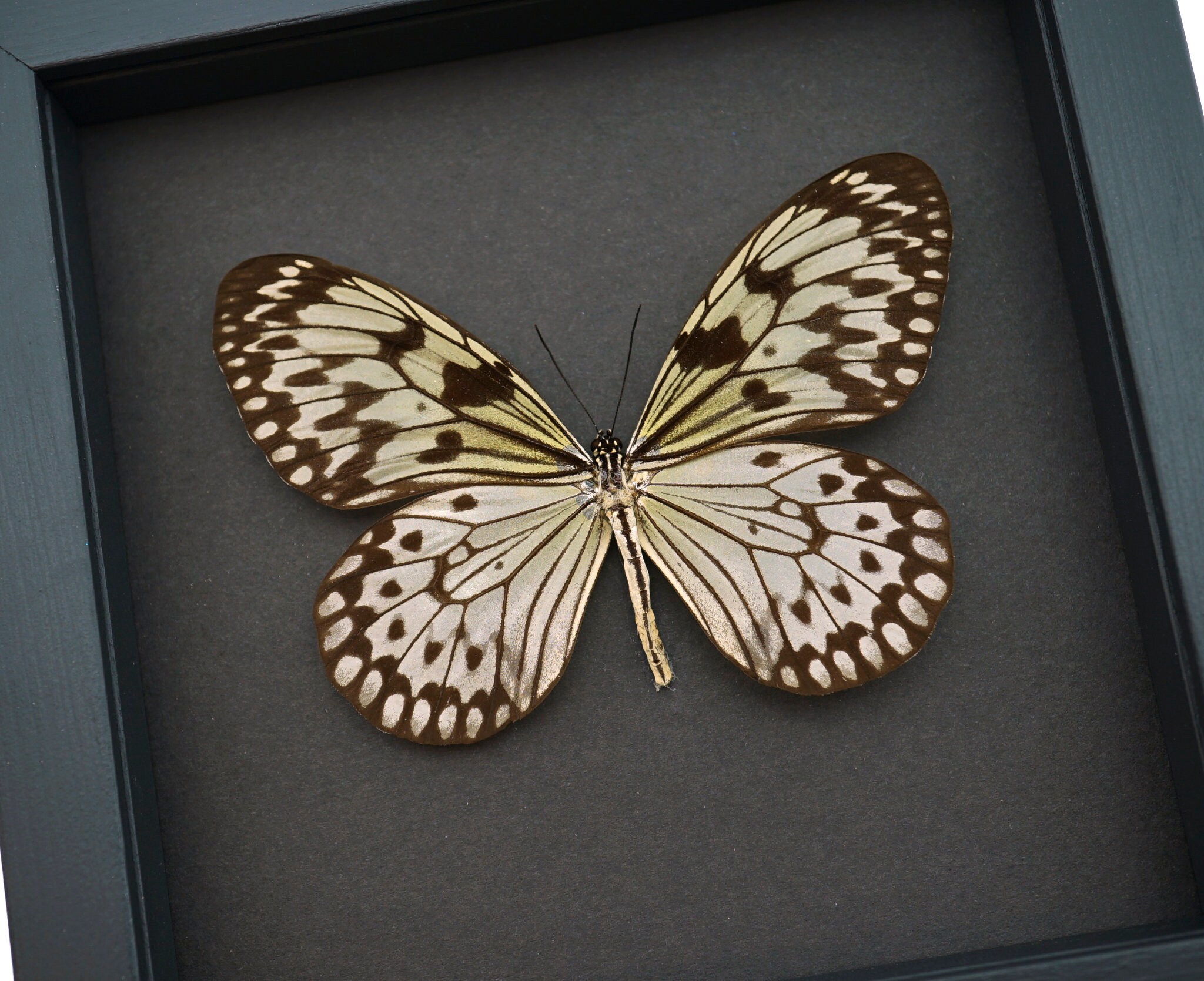 Real Framed Butterfly Idea Leuconoe Large Rice Paper Tree
