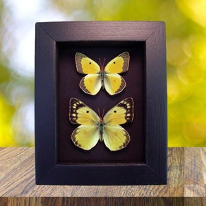 Orange clouded sulphur Butterflies Colias philodice Pair Framed Butterfly Taxidermy Moonlight Display