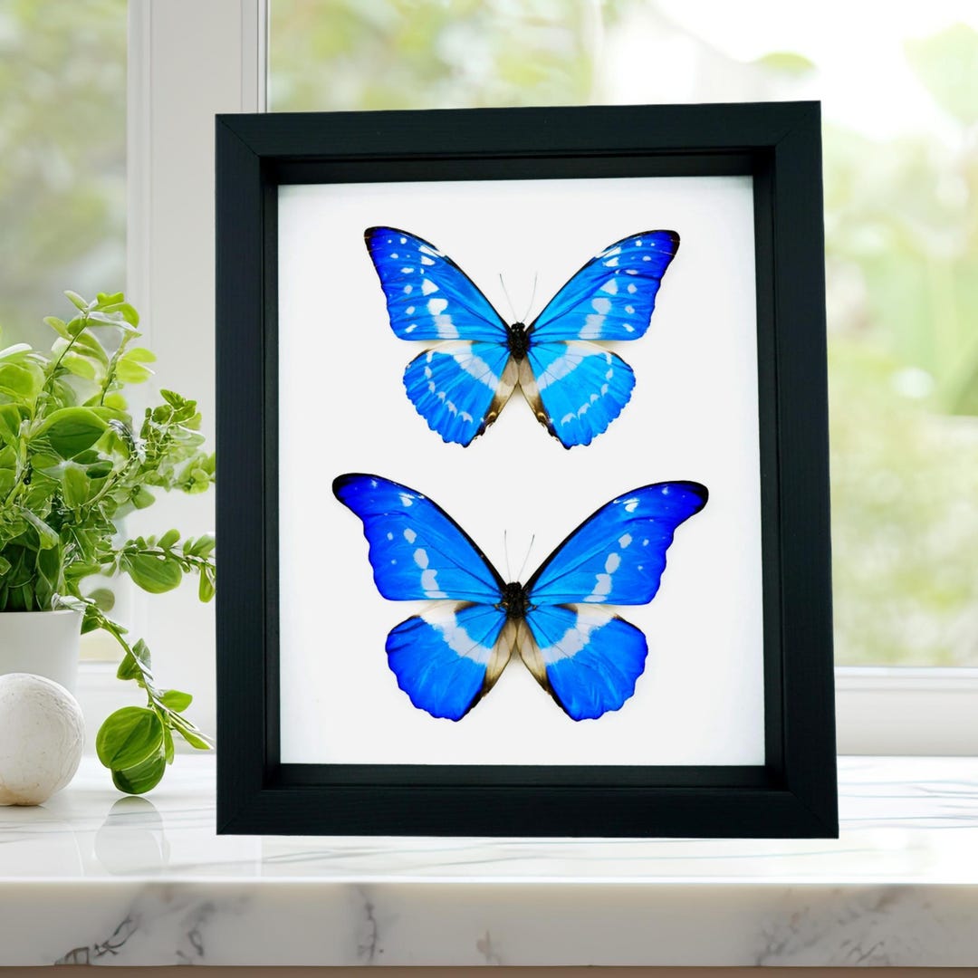 Framed Blue Morpho Butterfly Collection: Real Insect Display, Black ...