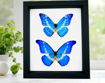 Framed Blue Morpho Butterfly Collection: Real Insect Display, Black Frame