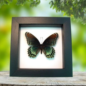 Limenitis Astyanax Female Framed Butterfly Red Spotted Purple Classic Black Display