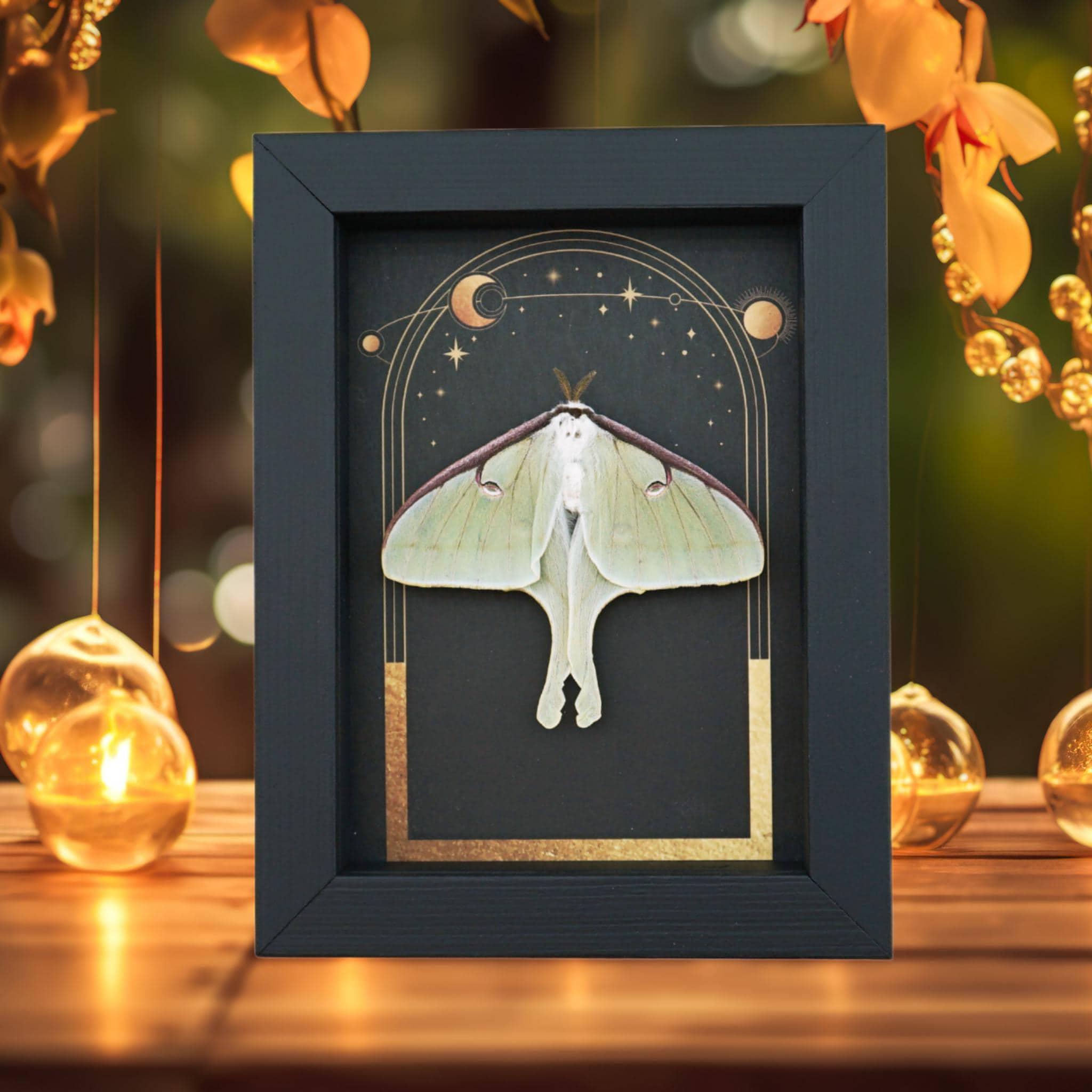 Real Luna Moth Gothic Sun Moon Stars Actias Luna Resting Framed ...
