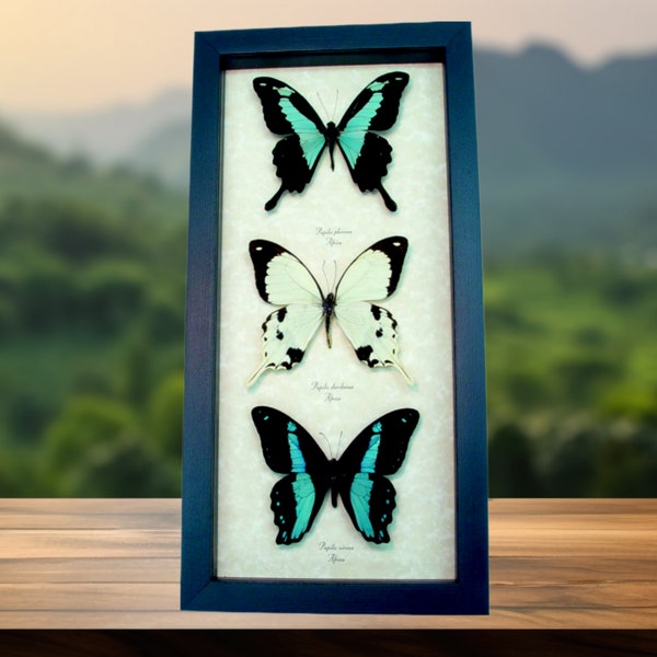 African Swallowtail Butterfly Collection Framed Butterflies Taxidermy Display