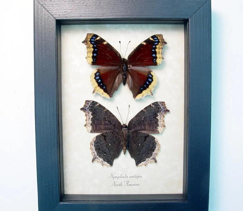 Framed Mourning Cloak Butterfly Set Nymphalis Antiopa Butterflies ...