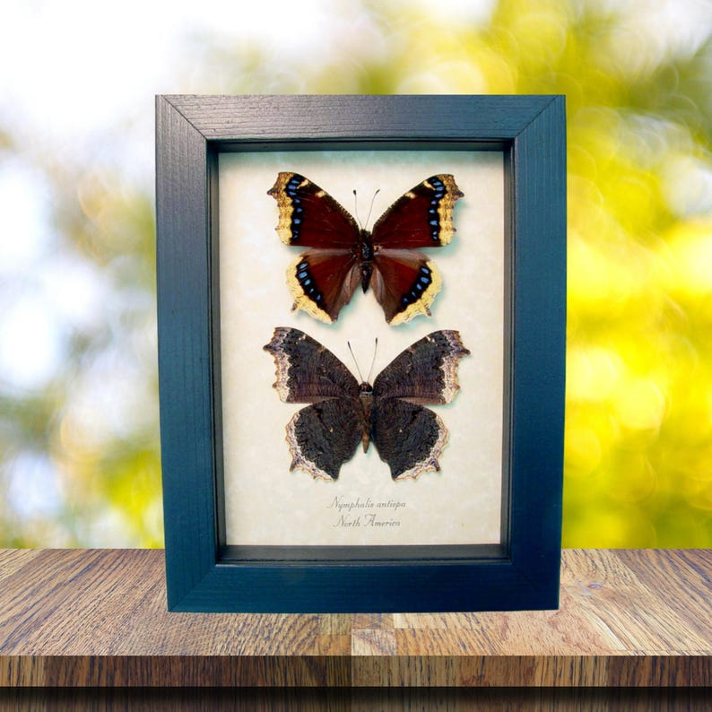 Framed Mourning Cloak Butterfly Set Nymphalis Antiopa Butterflies ...