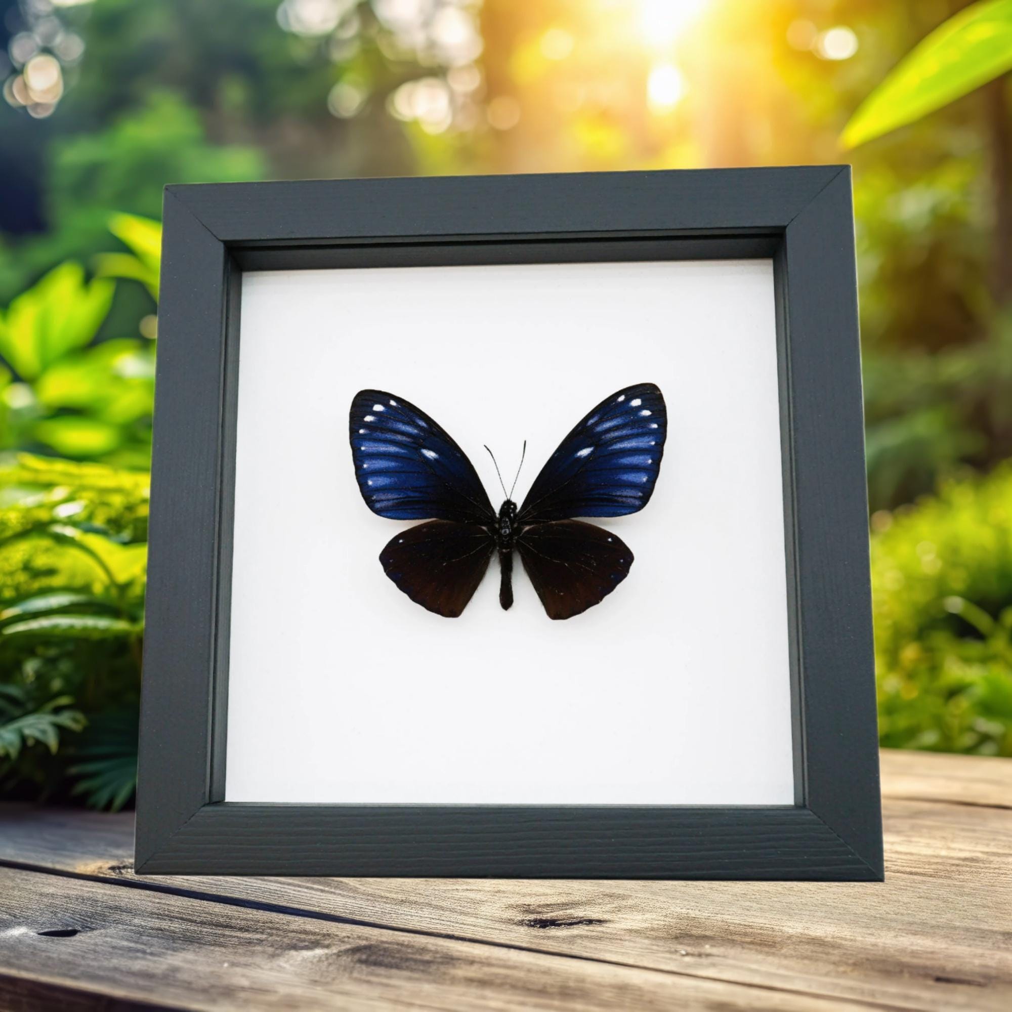 Chilasa Papilio Paradoxa Purple Butterfly Real Framed Taxidermy