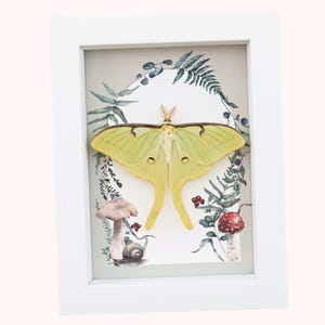 Real Framed Luna Moth Forest Mushrooms Ferns Actias Luna Resting ...