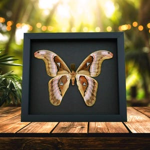 Real Framed Moth Attacus lorquinii Male verso Taxidermy Moonlight Display