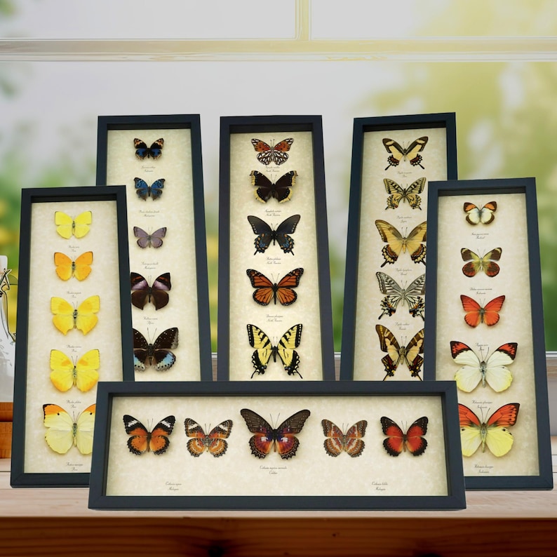 a collection of framed butterfly specimens, each with a detailed label, arranged on a wooden surface.