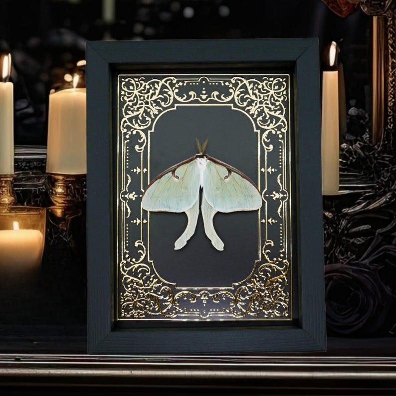 Real Luna Moth Gold Foil Victorian Actias Luna Framed Taxidermy Display ...