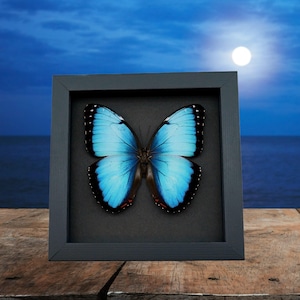 Blue Morpho Butterfly Morpho peleides Hybrid Framed Taxidermy Moonlight Display