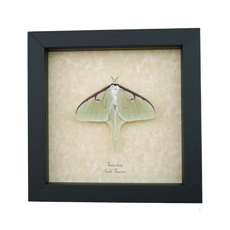 Real Luna Moth Framed Actias Luna Insect Taxidermy Museum Art Display ...