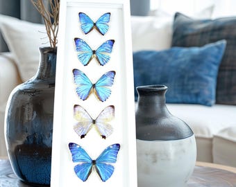 Framed Blue Morpho Butterfly Collection: Iridescent White Display
