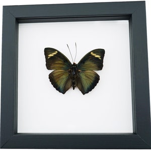Euphaedra Metallic Green African Butterfly Museum Framed Classic Black Display
