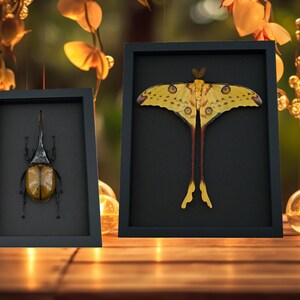 four framed insect specimens, including a butterfly, a dragonfly, a beetle, and a moth, arranged on a wooden surface.