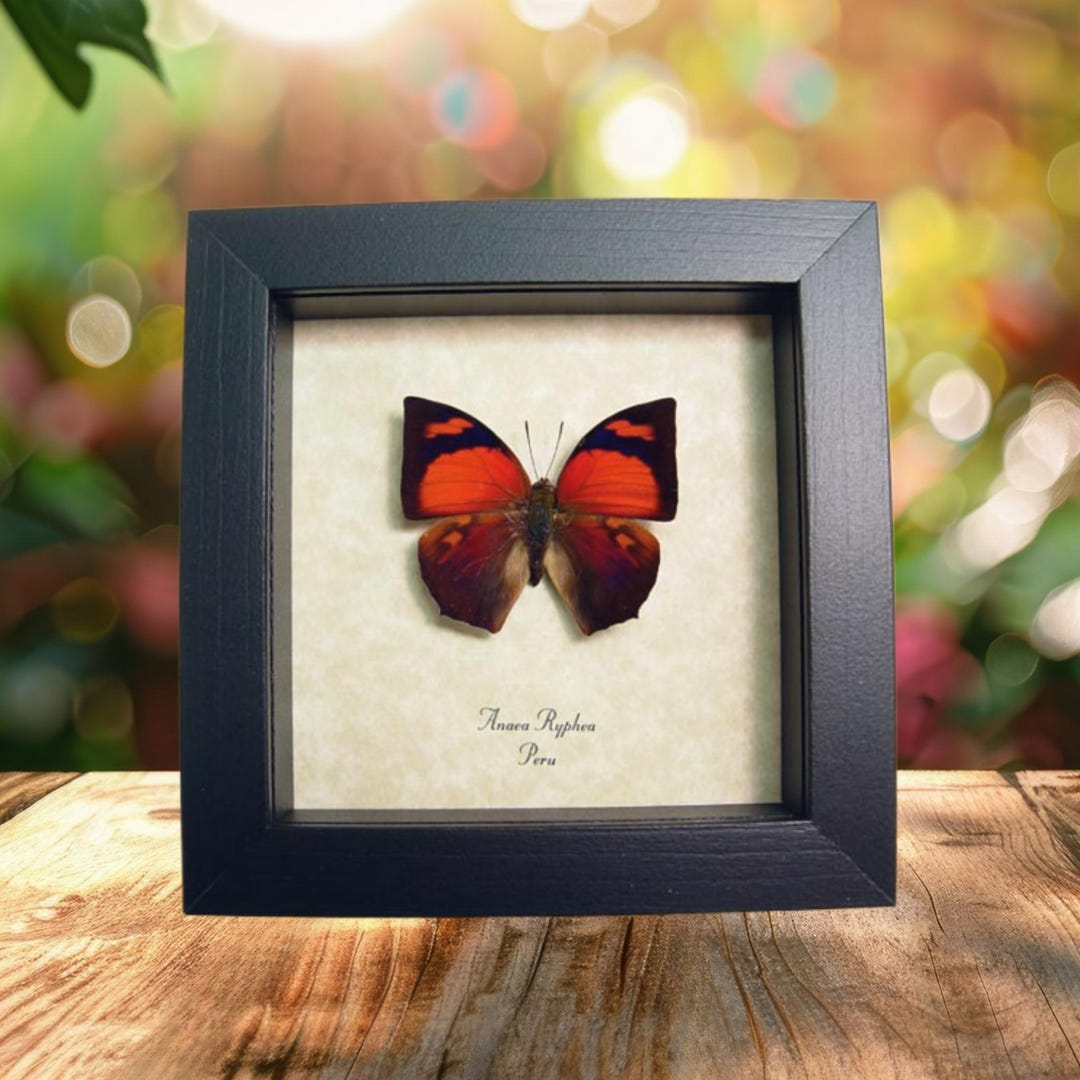 Anaea Ryphea Red Orange Butterfly Real Framed Taxidermy Display - Etsy