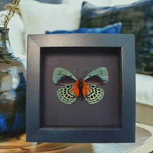 Callithea optima Verso Butterfly Blood Red Patch Moonlight Display Framed Taxidermy