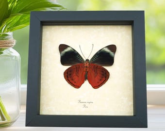 Framed Red Queen Flasher Butterfly Panacea regina Verso Taxidermy Display