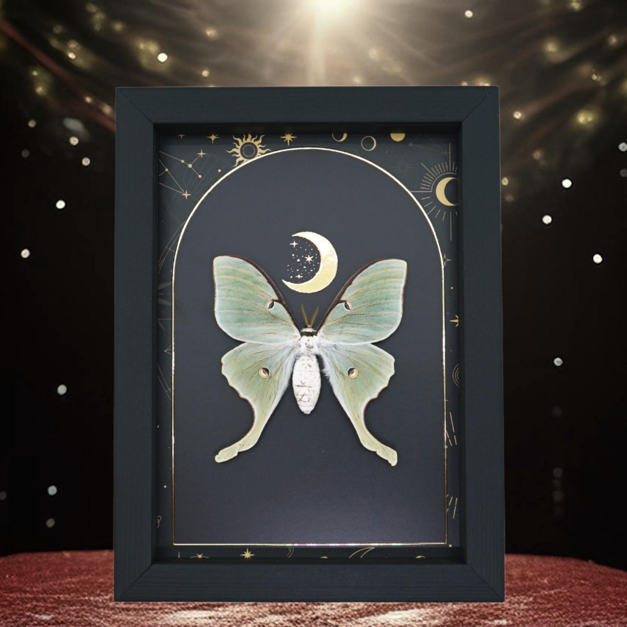 Real Framed Luna Moth Gold Foil Celestial Moon Actias Luna Taxidermy ...