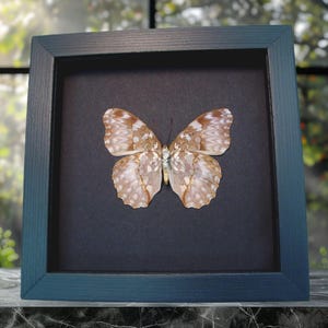 Real Framed African Butterfly Cymothoe Beckeri Female Taxidermy Moonlight Display