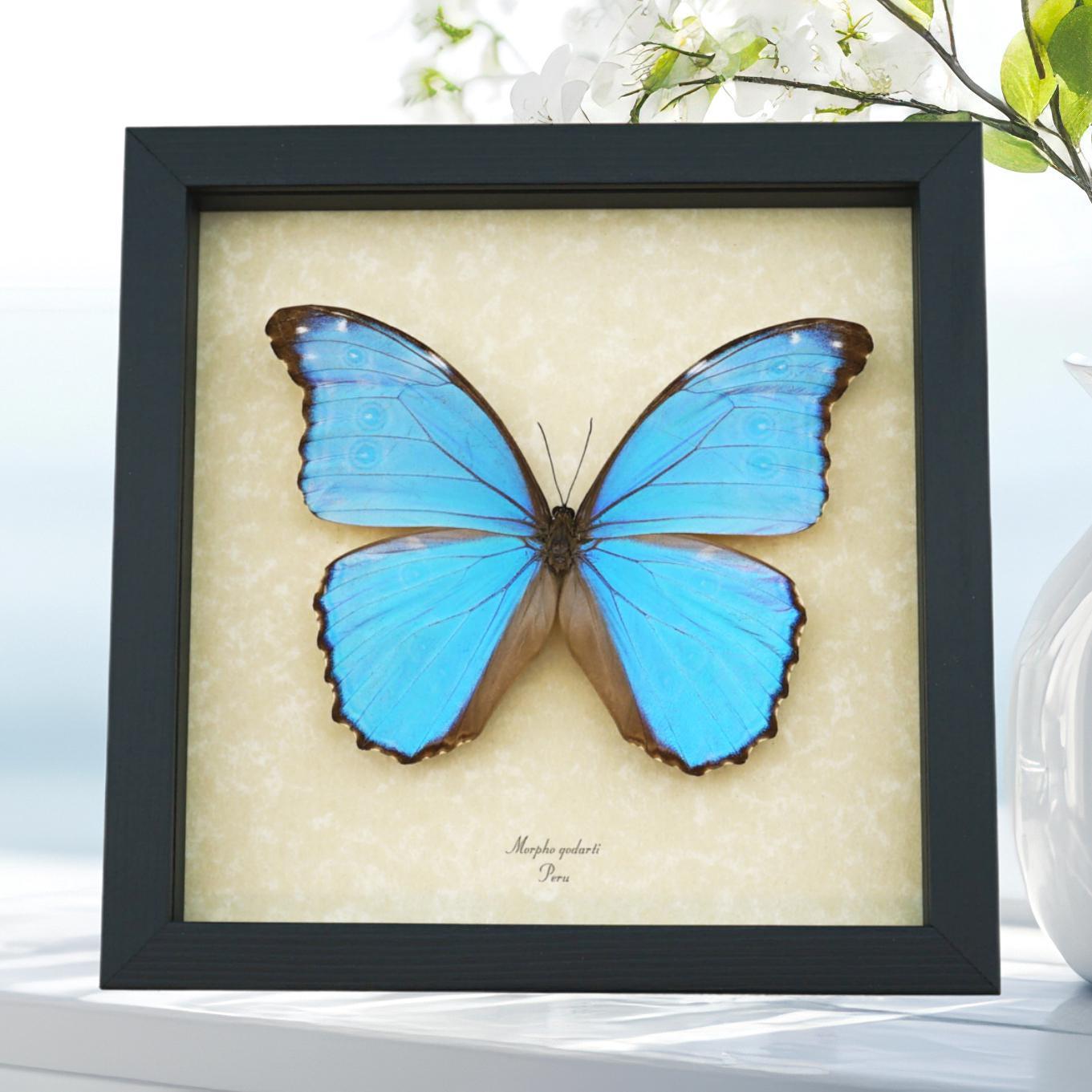 Morpho Godarti Godarti - Etsy