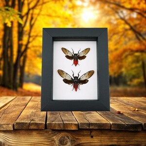 Framed Red Devil Cicada Set Huechys incarnata Pair Cicadas Insect Taxidermy Classic Black Display