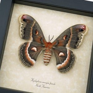 Cecropia Moth Hyalophora Cecropia Female Silk Moth Framed North ...