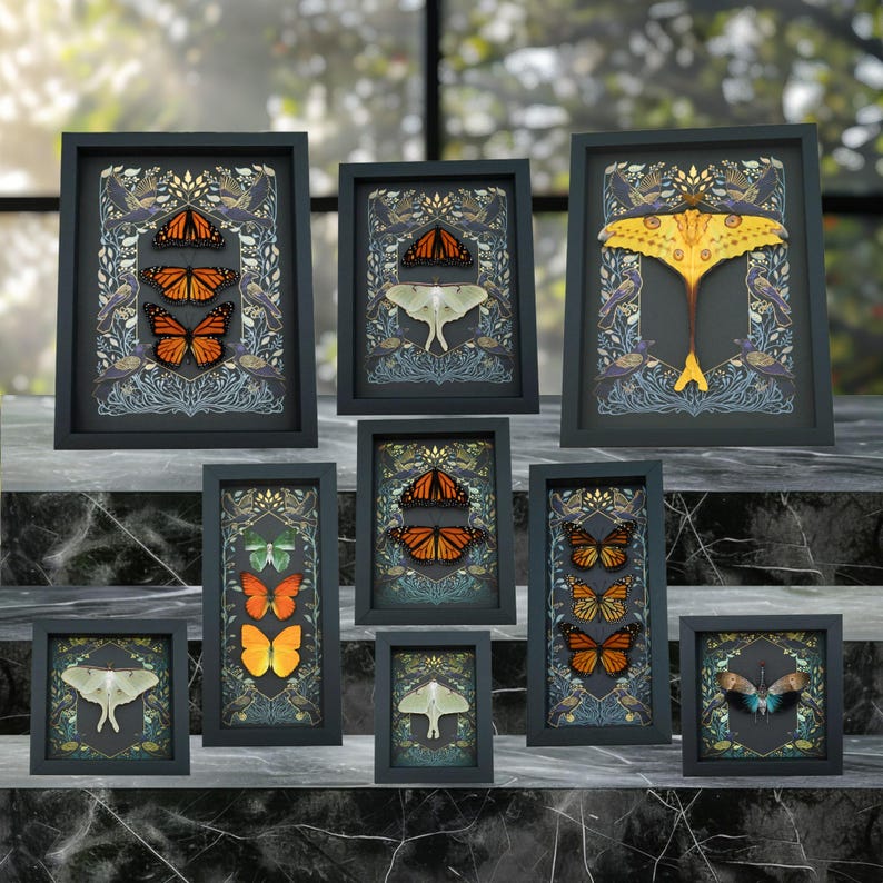 a collection of framed butterfly illustrations, each with a unique design and color scheme. The butterflies are arranged in a grid-like pattern, creating a visually striking display.