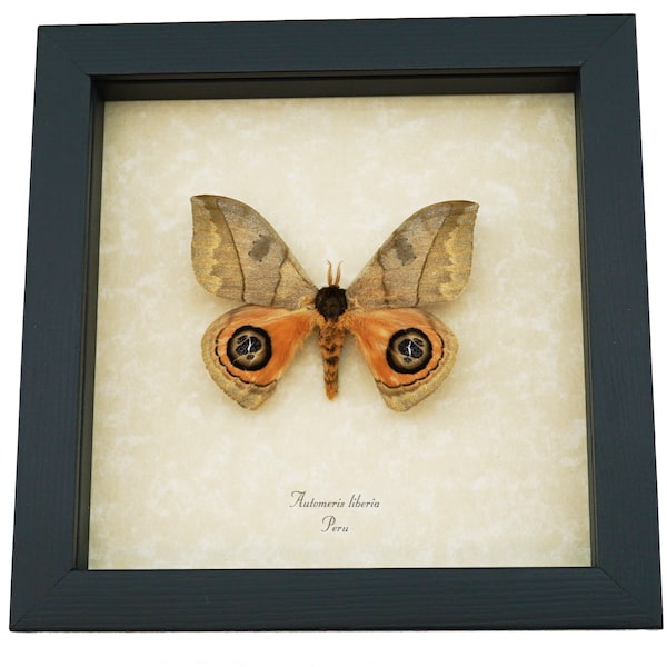 Automeris liberia Rare Silkmoth Moth Large Eyespots Framed Taxidermy