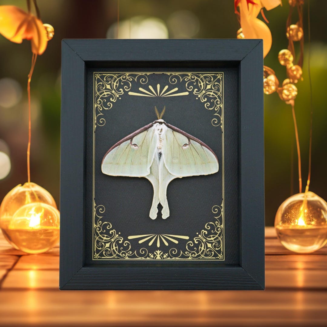 Real Framed Luna Moth Art Deco Golden Scrolls Actias Luna Resting ...