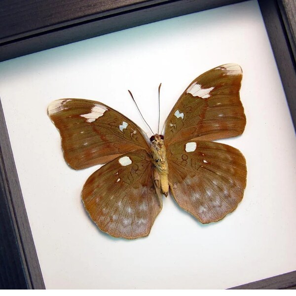 Green Leaf Mimic Framed Butterfly Bebearia sp verso Classic Black Display