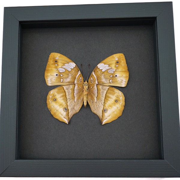 Kallima rumia Female verso African Dead Leaf Mimic Butterfly Museum Framed Taxidermy moonlight Display