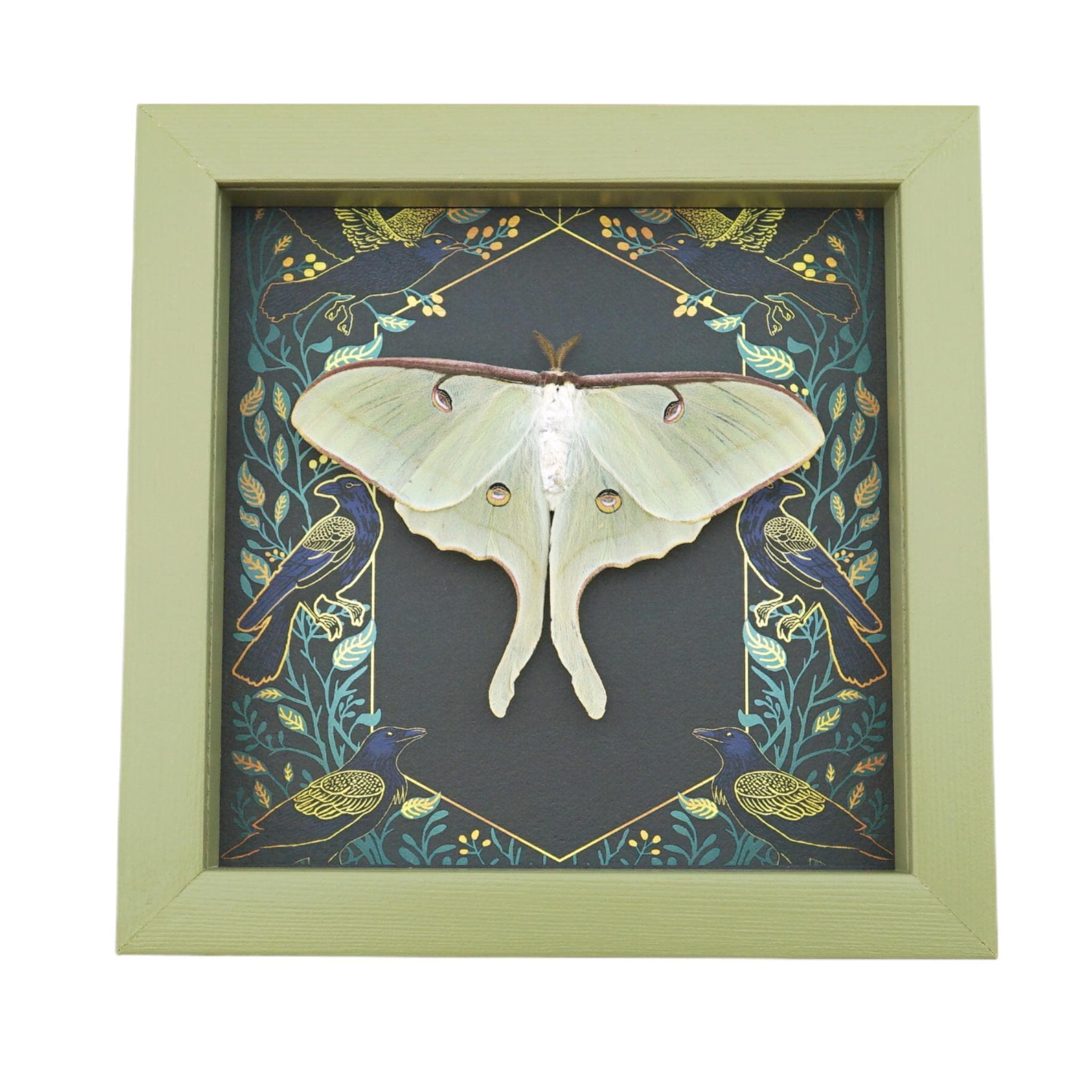 Real Luna Moth Framed Gothic Ravens Actias Luna Resting Taxidermy Sage ...