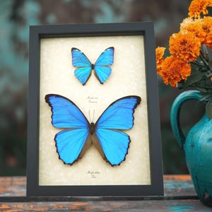 Blue Morpho Butterfly Display: Framed Real Butterflies Shadowbox