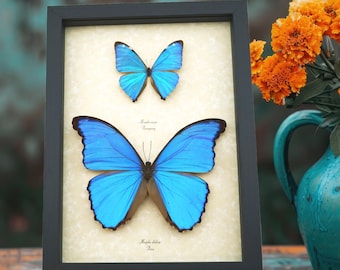 Blue Morpho Butterfly Display: Framed Real Butterflies Shadowbox