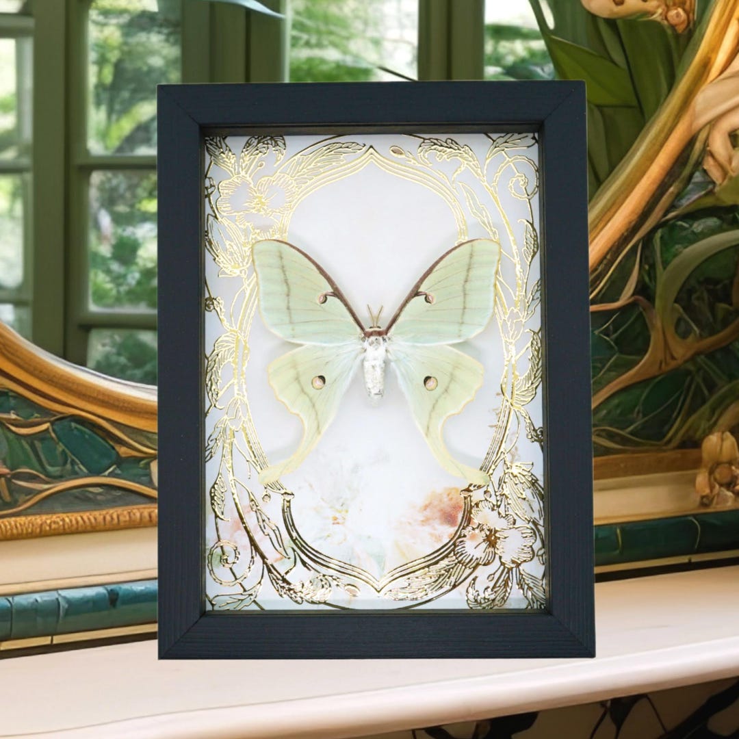 Real Luna Moth Gold Foil Floral Art Nouveau Actias Luna Framed ...